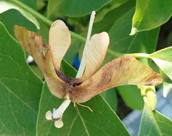 Insecte imaginaire