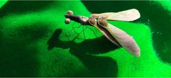 Insecte imaginaire