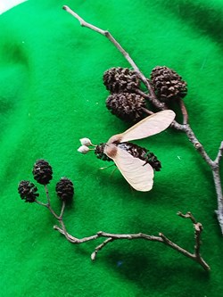Insecte imaginaire ( ou pas).