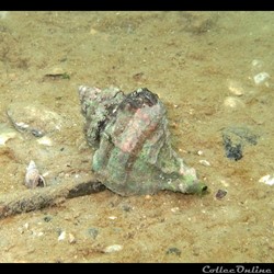 Hexaplex trunculus (Linnaeus, 1758)
