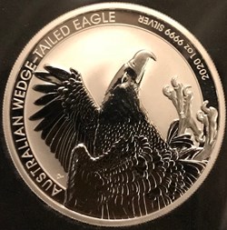 TAILED EAGLE 2021