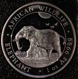 African elephant