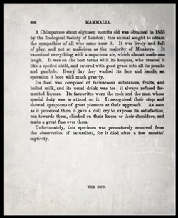 An obit for a chimpanzee