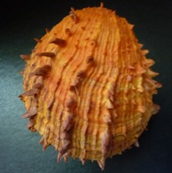 ictericus
