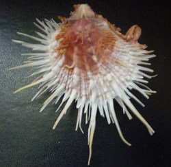 multimuricatus