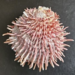 cuneus