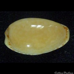spurca nv. cascabulorum