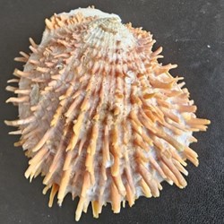 multisetosus