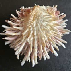 spinosus