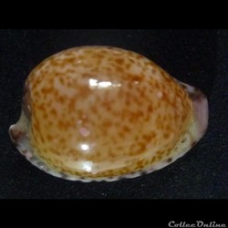 algoensis algoensis
