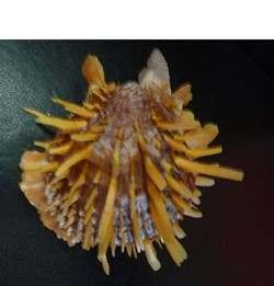 versicolor