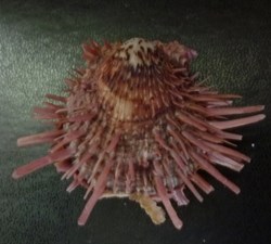 zonalis