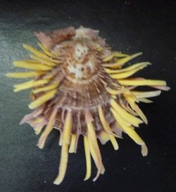 zonalis