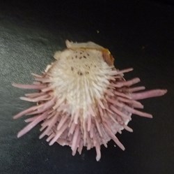 zonalis
