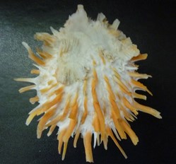 versicolor