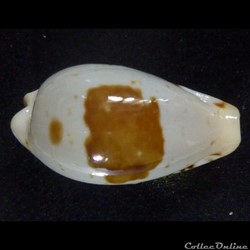 saulae nv. siasensis