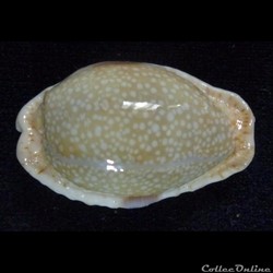 erosa chlorizans nv. lactescens