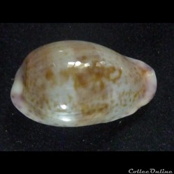 sanguinolenta