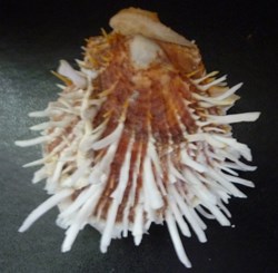 pictorum