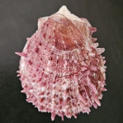 cuneus