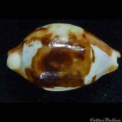 stolida crossei nv. rostrata