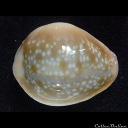 helvola hawaiensis