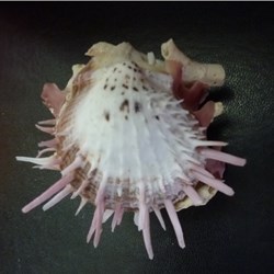 versicolor