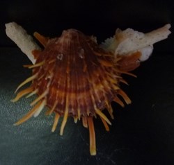versicolor