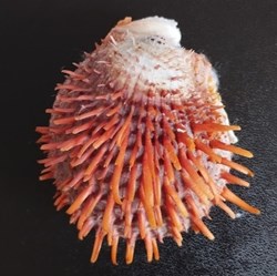 butleri