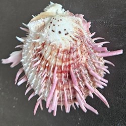 versicolor