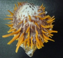 versicolor