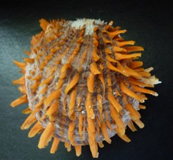 zonalis