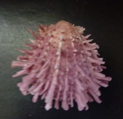 multisetosus
