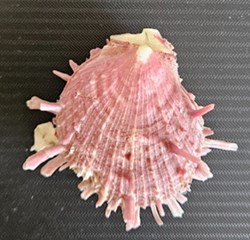 gaedoporus