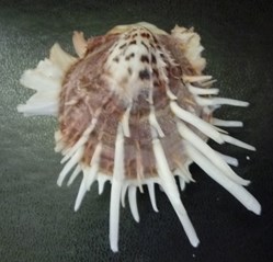 zonalis