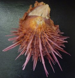 multimuricatus