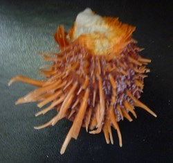 cuneus
