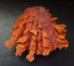 senegalensis