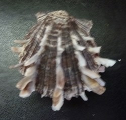 squamosus
