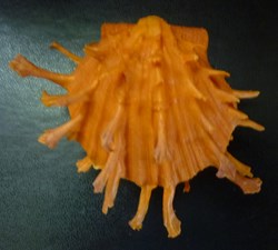 sinensis