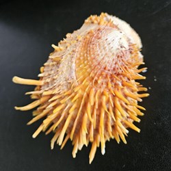 zonalis