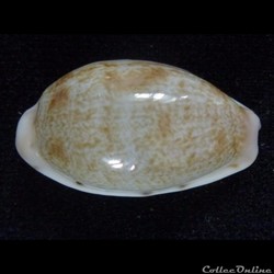 pelluscens pelluscens