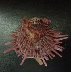 versicolor