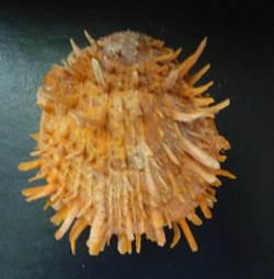 princeps f. unicolor