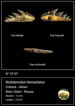 Notidanodon lanceolatus
