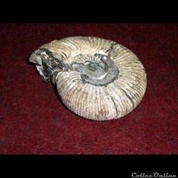 AMMONITE - Pleuroceras spinatum