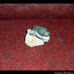 TRILOBITE - Arthropodes marins