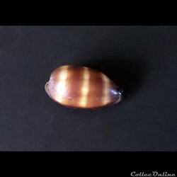 Cypraea TALPARIA TALPA
