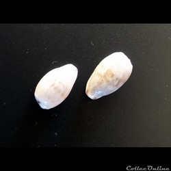 Cypraea FIMBRIATA