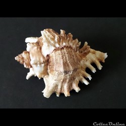 Chicoreus RAMOSUS
